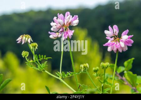 Primo piano, macro. Crownvetch o Securigera varia Coronilla varia o porpora vetch corona. Piante da campo fiorite. Spazio di copia. Foto Stock