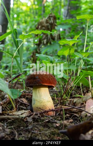 Esempio di baie bolete - Imleria badia, SYN.: Boletus badius, Xerocomus badius. Foto Stock