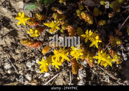 L'acro di Sedum, comunemente conosciuto come il goldmuss stonecrop, il monosy stonecrop, il goldmuss sedum, lo stonecrop morente e il wallpepper, è una pianta fiorente perenne Foto Stock