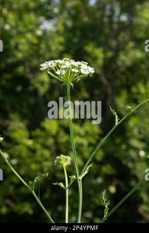 Cumino nero fiorito, bulbocastanum Bunium nell'ambiente naturale su uno sfondo verde. Foto Stock