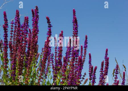 Primo piano pianta a base di erbe di Salvia nemorosa con fiori viola in un prato. Foto Stock