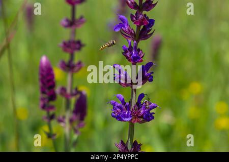 Primo piano pianta a base di erbe di Salvia nemorosa con fiori viola in un prato. Foto Stock