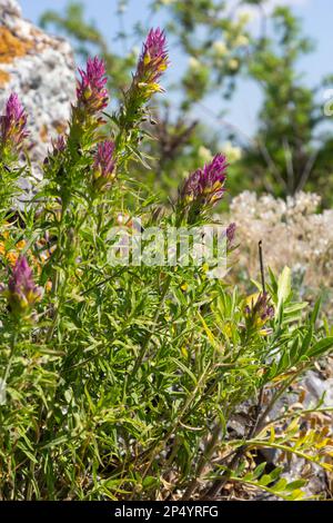 L'arvense di Melampyrum, comunemente noto come grano di vacca da campo, è una pianta erbacea fiorita del genere Melampyrum della famiglia delle Orobanchaceae. Foto Stock