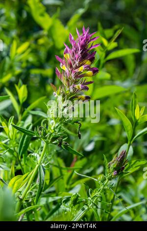 L'arvense di Melampyrum, comunemente noto come grano di vacca da campo, è una pianta erbacea fiorita del genere Melampyrum della famiglia delle Orobanchaceae. Foto Stock