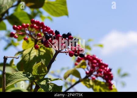 Il frutto Viburnum lantana. È un verde in un primo momento, che diventa rosso, poi infine nero, viandarro o albero di viandaratura è una specie di Viburnum. Foto Stock