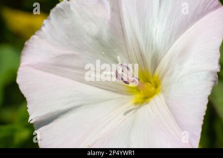 Campo bindweed, Convolvulus arvensis europeo bindweed strisciante Jenny, possesso vite erbacea pianta perenne con fiori bianchi aperti e chiusi s Foto Stock