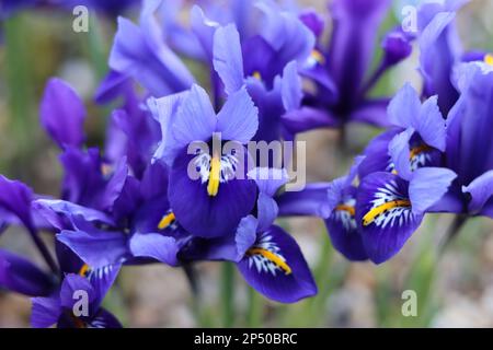 Nana viola brillante iris in primavera sole Foto Stock