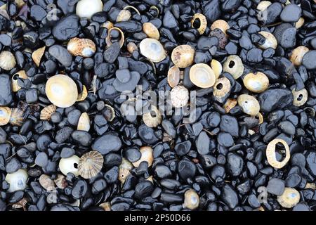 Ciottoli neri lisci e luminosi su una spiaggia intervallata da conchiglie bianche Foto Stock