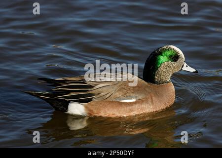 Un bel Wigeon americano in una mattina d'inverno. Il maschio ha una maschera di piume verdi intorno ai suoi occhi, un cappuccio color crema e un becco blu pallido. Foto Stock