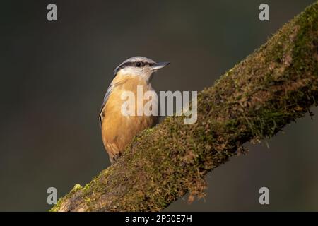 Uccello nuthatch eurasiatico Sitta europaea arroccato su tronco d'albero coperto di muschio Foto Stock