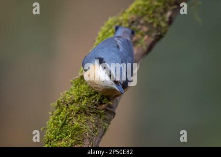 Uccello nuthatch eurasiatico Sitta europaea arroccato su tronco d'albero Foto Stock