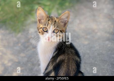 Carino gatto gattino, bicolore tabby e bianco, guardando curiosamente con gli occhi belli, Grecia Foto Stock