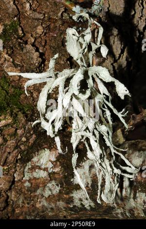 Ramalina frexinea (lichen cartilagineo) è un lichen frutticoso che si trova sulla corteccia degli alberi. Si trova in tutta Europa e in Nord America. Foto Stock