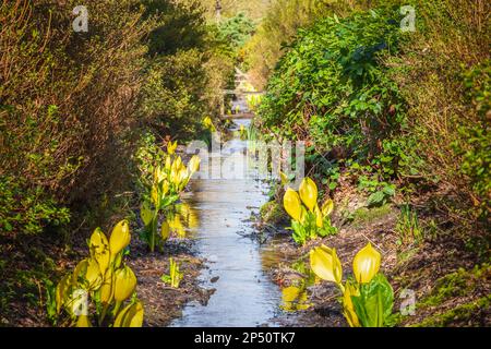 Cavolo giallo skunk (lanterna paludosa) accanto ad un ruscello che scorre attraverso la Isabella Plantation, un giardino boschivo a Richmond Park nel sud-ovest di Londra Foto Stock