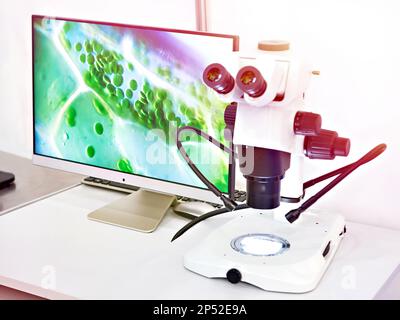 Ricerca stereomicroscopio con monitor per computer Foto Stock