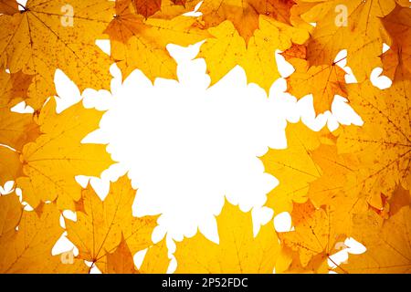 Concetto autunnale - cornice fatta di foglie asciutte di acero autunnale caduto con spazio copia al centro, isolato Foto Stock