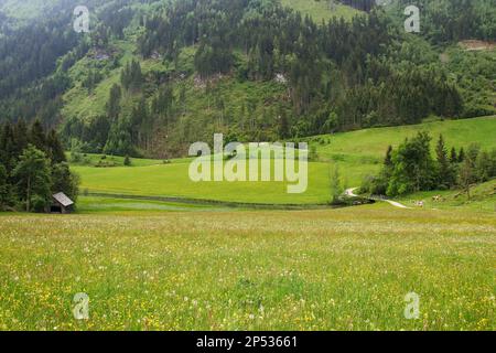 Percorso escursionistico acque selvagge, wilde Wasser, con mucche, Steiermark - Austria Foto Stock