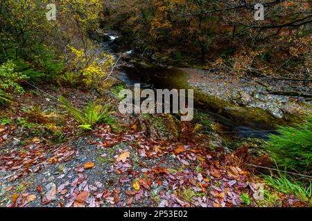 Fiume Afon Mawddach nel Coed y Brenin Forest Park in autunno, caduta vicino Dolgellau, Snowdonia, Galles del Nord, Regno Unito, orizzontale Foto Stock