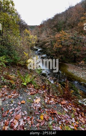 Fiume Afon Mawddach nel Coed y Brenin Forest Park in autunno, caduta vicino Dolgellau, Snowdonia, Galles del Nord, Regno Unito, verticale Foto Stock