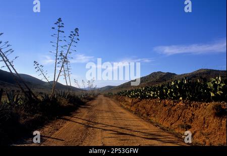 Strada tra Rodalquilar e Los Albaricoques. A El Hornillo vicino Cortijo del Fraile. Parco Naturale Cabo de Gata-Nijar. Riserva della Biosfera, Almeria pro Foto Stock