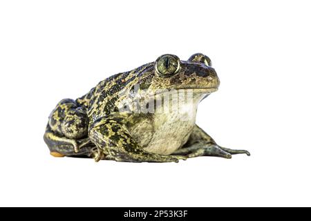 Spadefoot orientale o spadefoot siriano (Pelobates syriacus), rospo che posa su sfondo bianco. Questo anfibio si trova sull'isola di Lesbos, in Grecia. Wi Foto Stock