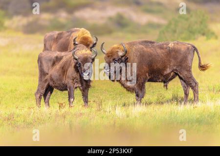 Gruppo Wisent o bisonte europeo (Bison bonasus) nel Parco Nazionale Zuid Kennemerland nei Paesi Bassi. Fauna selvatica scenen della natura in Europa. Foto Stock