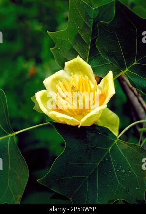 Tuliptree in fiore a Sideling Hill Creek Natural Area, Pennsylvania Foto Stock