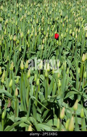 Un unico fiore di tulipano rosso (Tulipa) fiorisce in un campo di tulipani verdi inaperti in una fattoria di fiori in primavera. Foto Stock