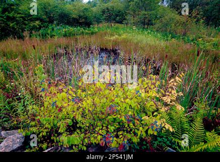 Uno dei numerosi piccoli laghetti boschivi nella palude di Buzzard nella foresta nazionale di Allegheny, Pennsylvania Foto Stock