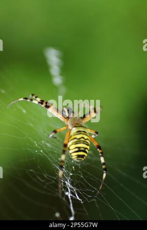 Macro Foto Argiope bruennichi, Zebraspinne, Tigerspinne Foto Stock