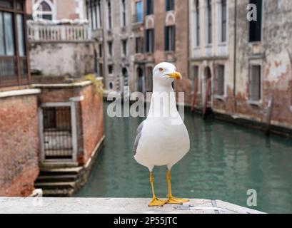 Gabbiano giallo (Larus michahellis) arroccato su un ponte su un canale di Venezia Foto Stock