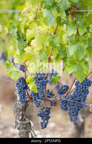 Uve Cabernet Sauvignon per produrre vini di altissima qualità a Bordeaux, Francia Foto Stock