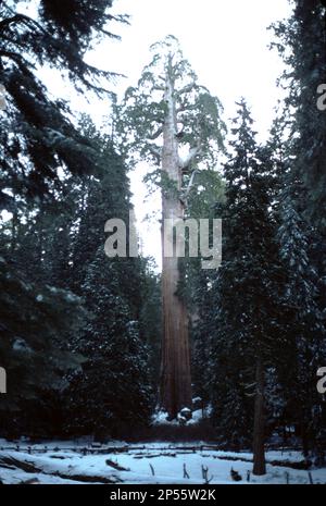 Parchi nazionali di Yosemite e Sequoia-Kings Canyon. CA. STATI UNITI. 1984. Yosemite National Park Mariposa Grove di alberi di legno rosso e Sequoia-Kings Canyon National Park alberi di legno rosso. 4 stagioni. Foto Stock