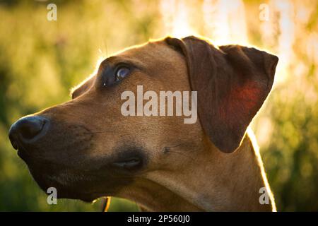 Con un bellissimo ridgeback rhodesiano, un bel momento al tramonto a jena Foto Stock