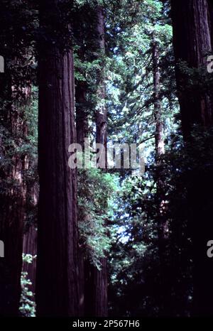 Parchi nazionali di Yosemite e Sequoia-Kings Canyon. CA. STATI UNITI. 1984. Yosemite National Park Mariposa Grove di alberi di legno rosso e Sequoia-Kings Canyon National Park alberi di legno rosso. 4 stagioni. Foto Stock