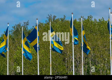 Numerose bandiere svedesi che volano su palangi. Foto Stock