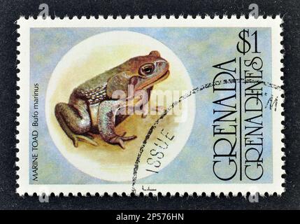 Francobollo annullato stampato da Grenada, che mostra Marine Toad, circa 1970s. Foto Stock