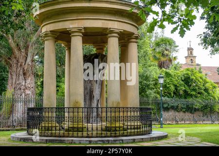 Una vista del tronco del vecchio albero di Gernika (Gernikako Arbola) in Guernica, Paesi Baschi, Spagna Foto Stock