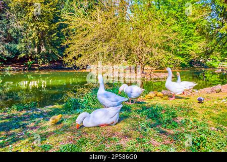 Una famiglia di oche bianche con piccole covate pascolano sulla riva dello stagno nei Giardini reali di Monza, Italia Foto Stock