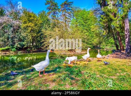 Oche e gabbie pascolano sulla riva dello stagno nei Giardini reali di Monza, Italia Foto Stock