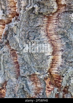 Cork Bark - primo piano Foto Stock