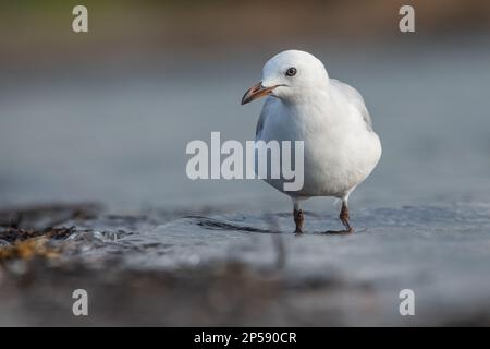 Il gabbiano rosso (Chroicocephalus novaehollandiae scopulinus) una sottospecie endemica neozelandese del gabbiano argentato diffuso. Foto Stock