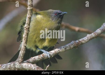 Bellbird neozelandese (Anthornis melanura) un uccello endemico passerino di Aotearoa. Foto Stock