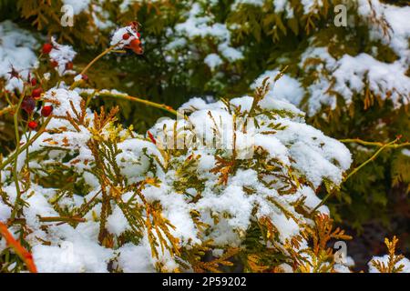 Primo piano dei rami della conifera Thujopsis dolabrata. Il tuvik sempreverde è coperto di neve. Foto Stock