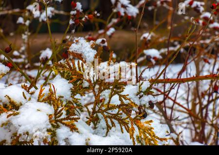 Primo piano dei rami della conifera Thujopsis dolabrata. Il tuvik sempreverde è coperto di neve. Foto Stock