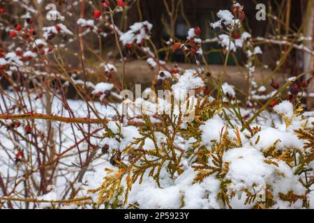 Primo piano dei rami della conifera Thujopsis dolabrata. Il tuvik sempreverde è coperto di neve. Foto Stock