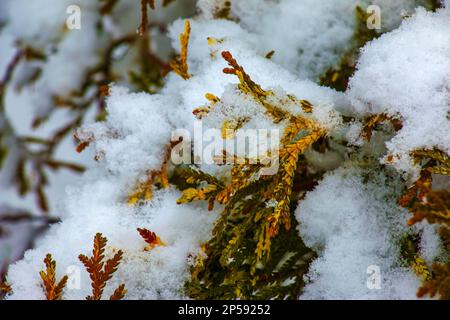 Primo piano dei rami della conifera Thujopsis dolabrata. Il tuvik sempreverde è coperto di neve. Foto Stock