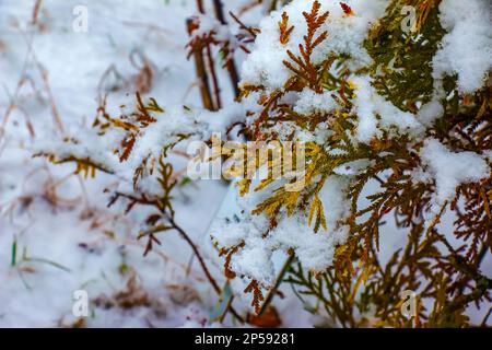 Primo piano dei rami della conifera Thujopsis dolabrata. Il tuvik sempreverde è coperto di neve. Foto Stock