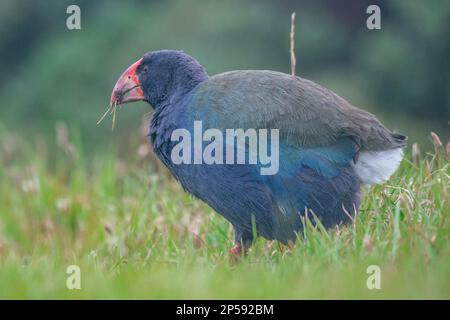 Il takahe (Porphyrio hochstetteri), un grande uccello privo di luce e in via di estinzione endemico di Aotearoa Nuova Zelanda. Foto Stock