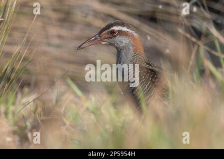 Ferrovia a fasce (Gallirallus philippensis) sull'isola di waiheke ad Aotearoa, Nuova Zelanda, nella regione di Auckland. Foto Stock